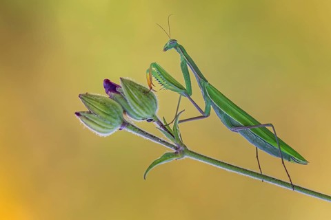 European mantis