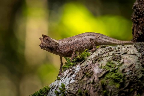 Aye-aye
