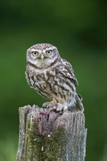 Ringed little owl