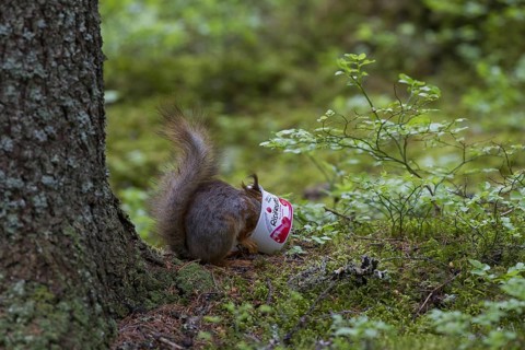 Eurasian red squirrel