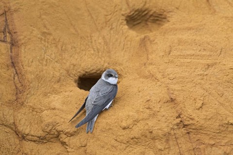 European sand martin