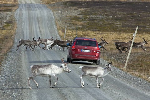 Reindeer