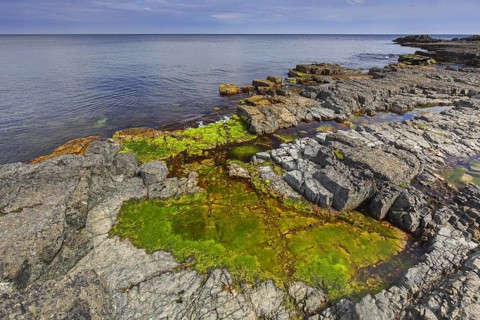 Alga in tide pool