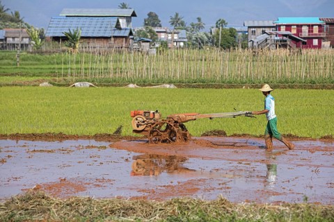 Burmese farmer ploughing rice field with mechanical plough