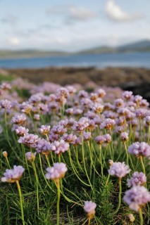 An upright shot of sea pink