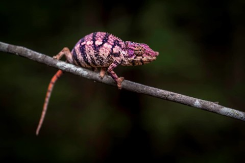 Rhinoceros chameleon
