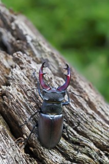 European stag beetle