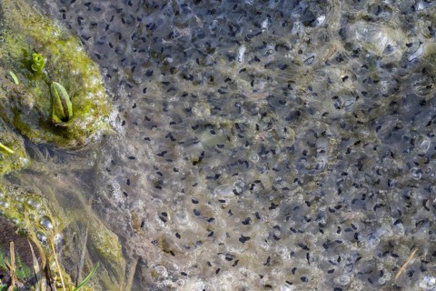 European common frog