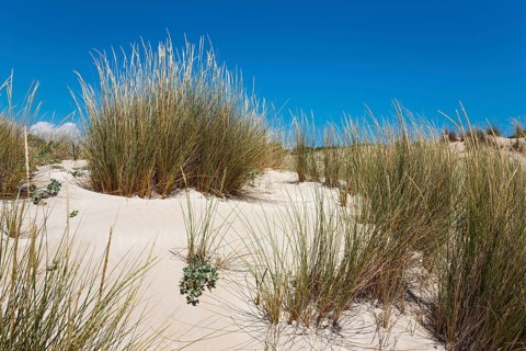 Dunes at Simos Beach