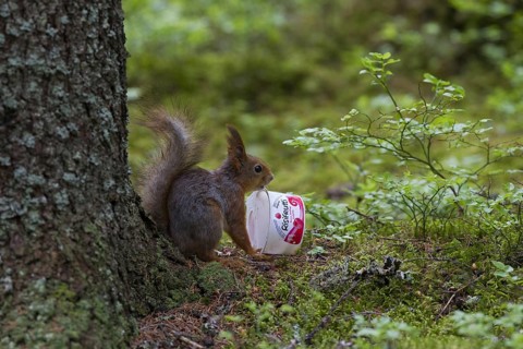 Eurasian red squirrel