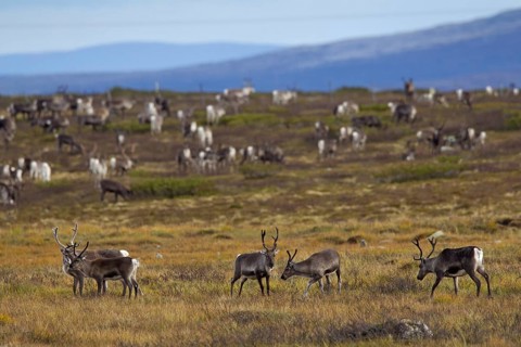 Reindeer