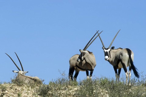 Three gemsbok
