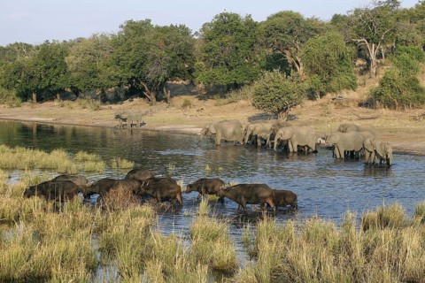 African elephants