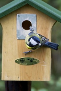 Great Tit