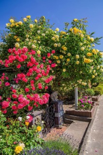 Private rose garden at the roadside