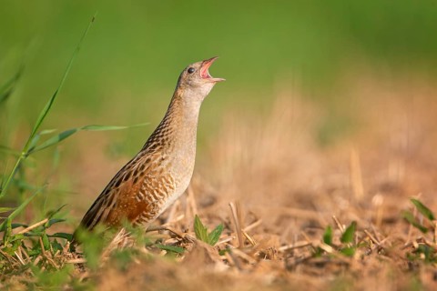 Corn crake