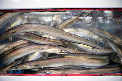 Japanese eels