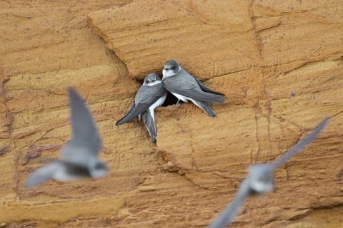 Couple of sand martins