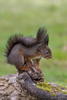 Cute Eurasian red squirrel