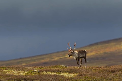 Reindeer