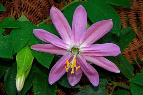 Passion flower