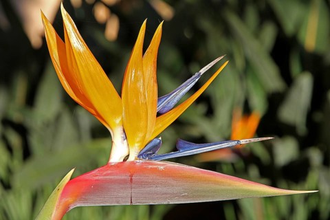 Strelitzia