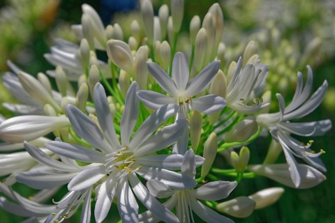 African love flower