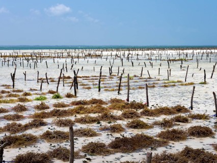 Eucheuma seaweed cultivation