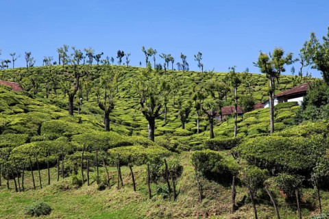 Tea plantations