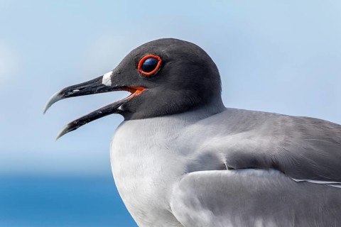 Swallow-tailed Gull