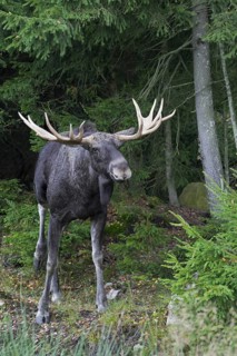 Moose