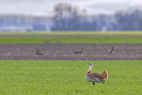 Great bustard