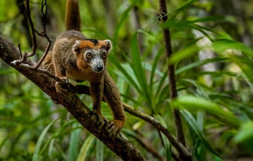 A crowned lemur