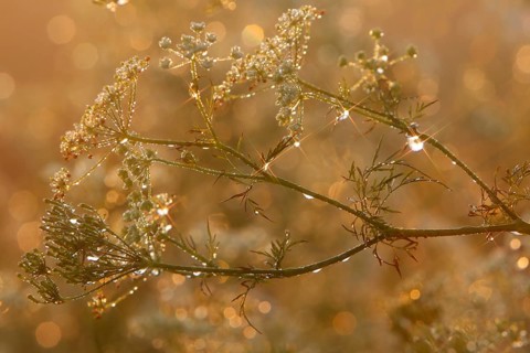 Common hogweed