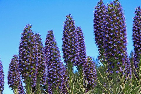 Madeira viper's bugloss