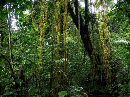Rainforest