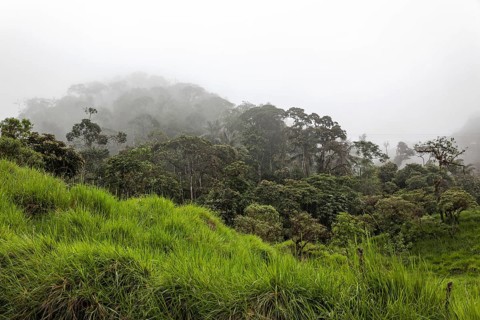Cloud Forests of Mindo