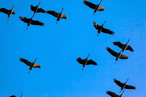 Cranes in the sky