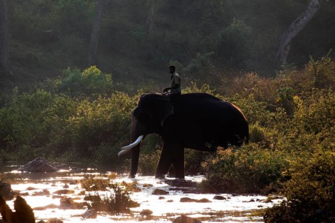 Asian elephant