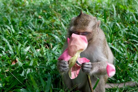 Macaque