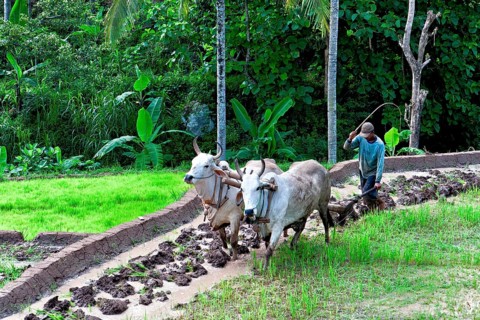 Oxen ploughing rice field