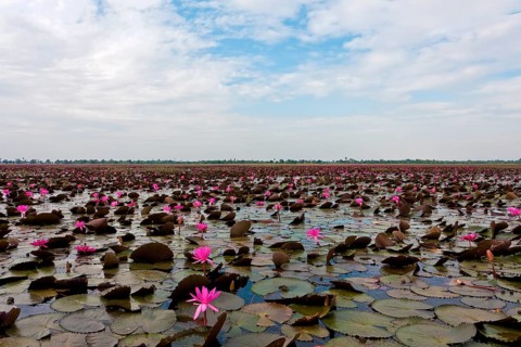 Lake with water lilies