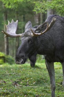 Moose