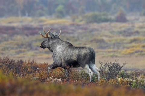 Moose