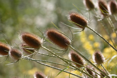 Wild teasels