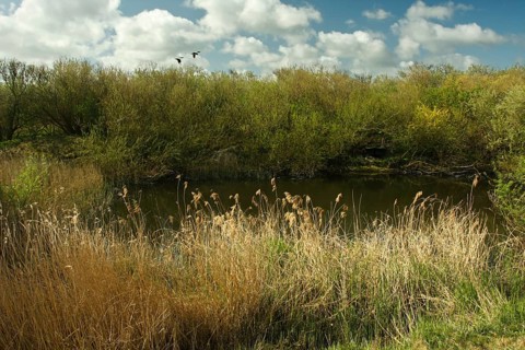 Freshwater pond with willow scrub on the island of Minsener Oog