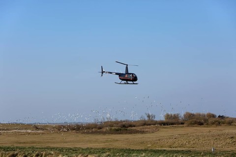 Disturbance by a helicopter over the island of Minsener Oog