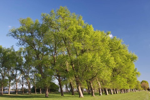 Gallery forest in spring on the Lower Weser island of Strohauser Plate