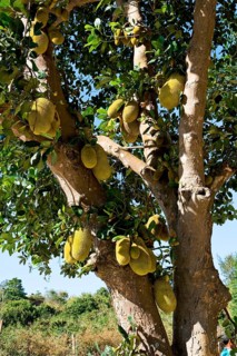 Cempedak