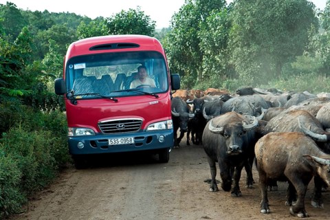 Bus and water buffalo